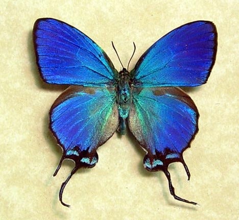 Photo:  Thecla Coronata Blue Male Exotic Real Butterfly from Ecuador